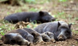 超级野猪最早爆料视频,狂野之力震撼登场